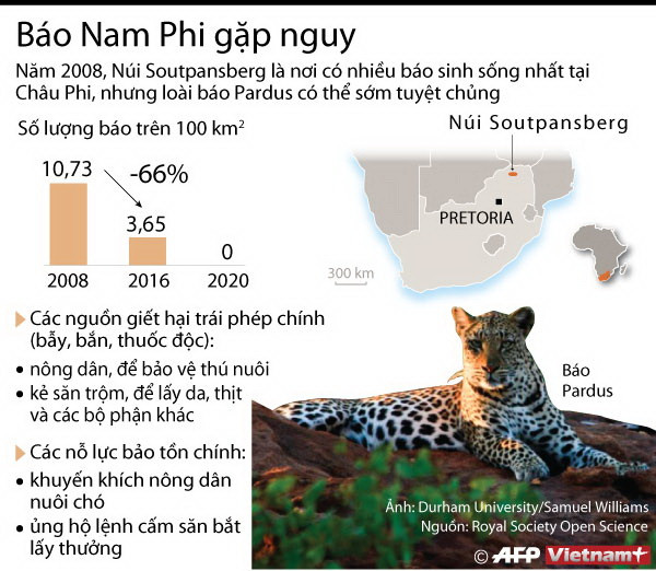 [Infographics] Loài báo Pardus ở Nam Phi có nguy cơ tuyệt chủng ảnh 1