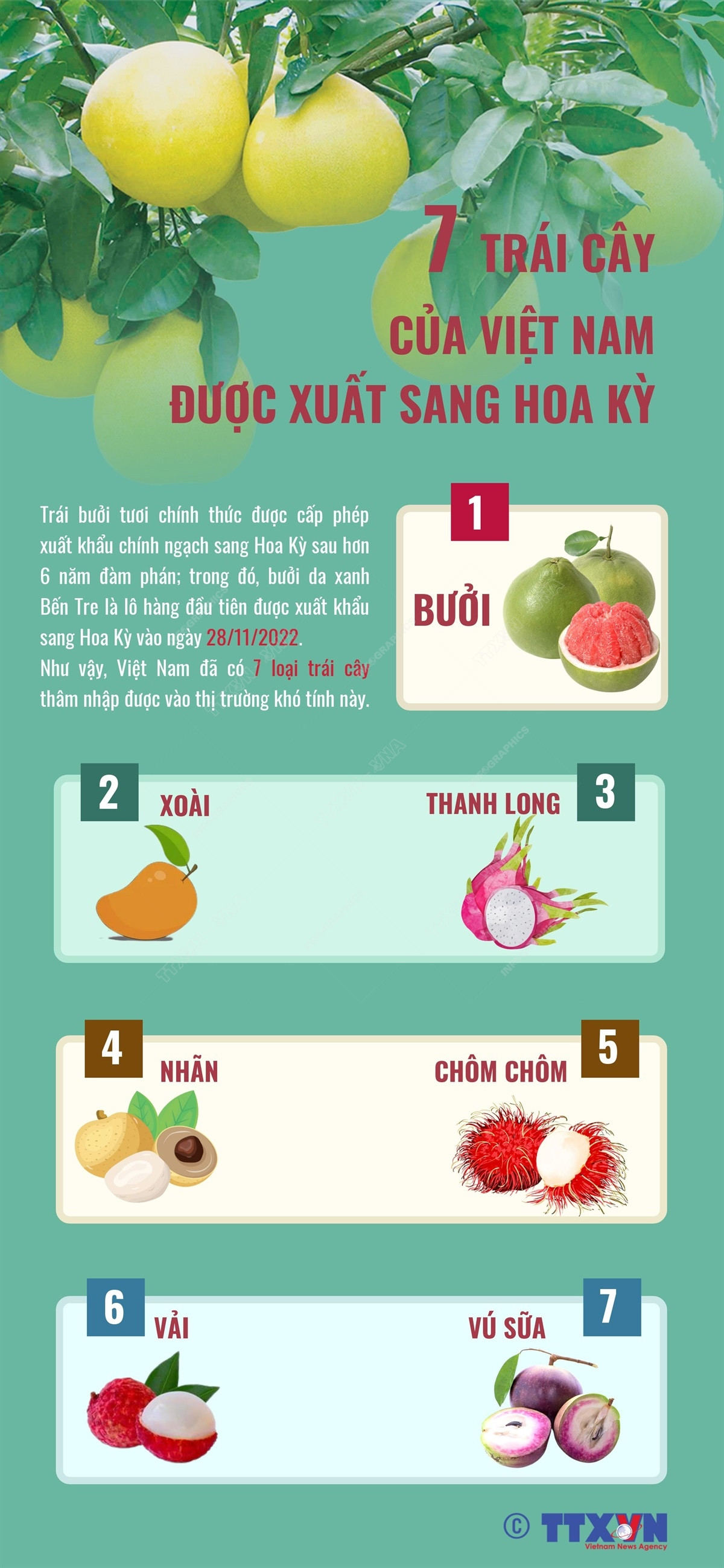 [Infographics] 7 trái cây của Việt Nam được xuất sang Hoa Kỳ ảnh 1