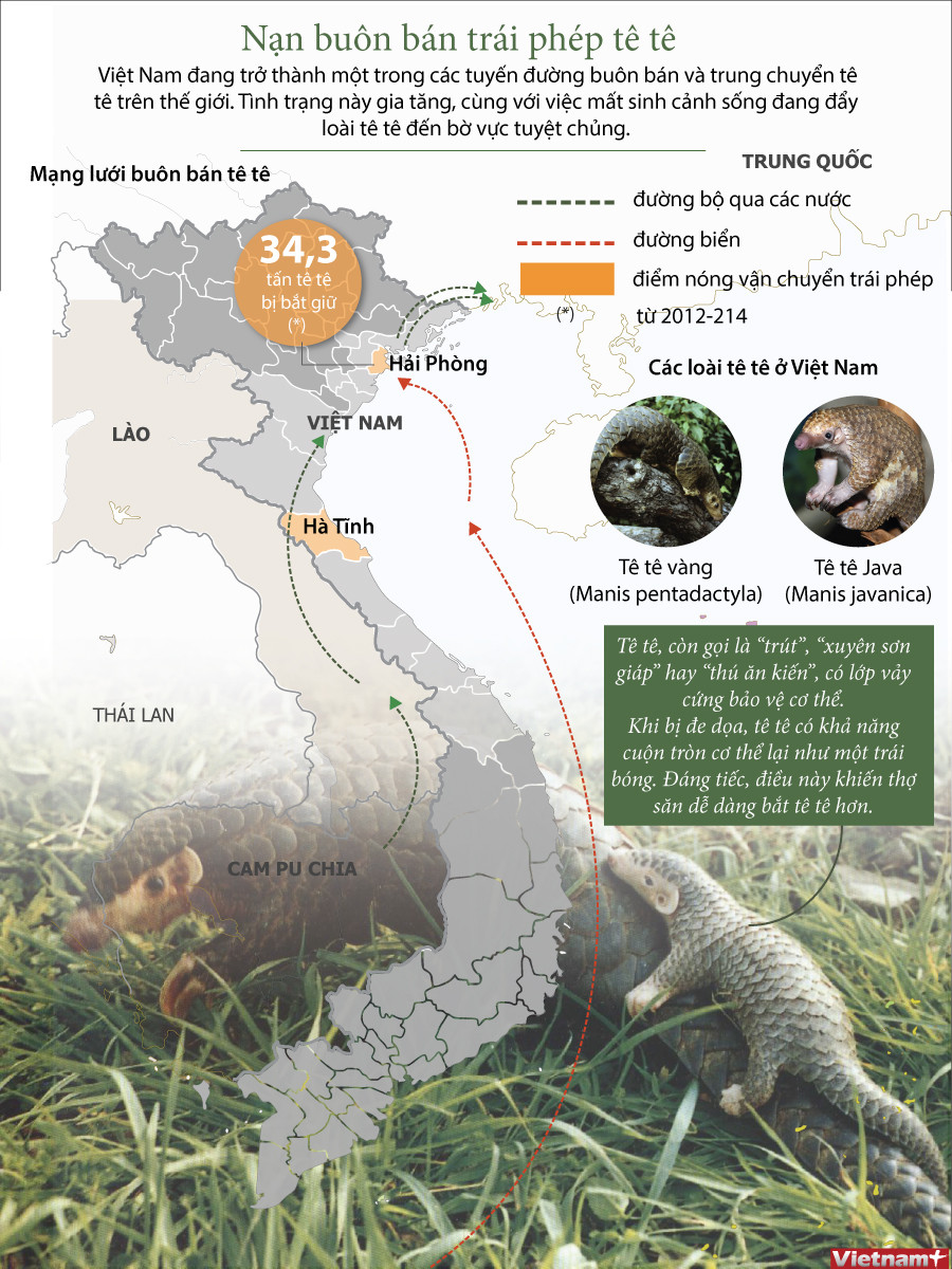 [Infographics] Mạng lưới buôn bán tê tê trái phép ở Việt Nam ảnh 1