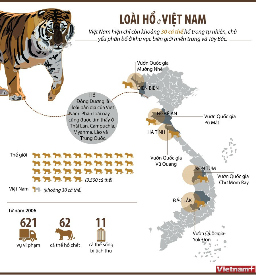 [Infographics] Thực trạng loài hổ Đông Dương tại Việt Nam ảnh 1