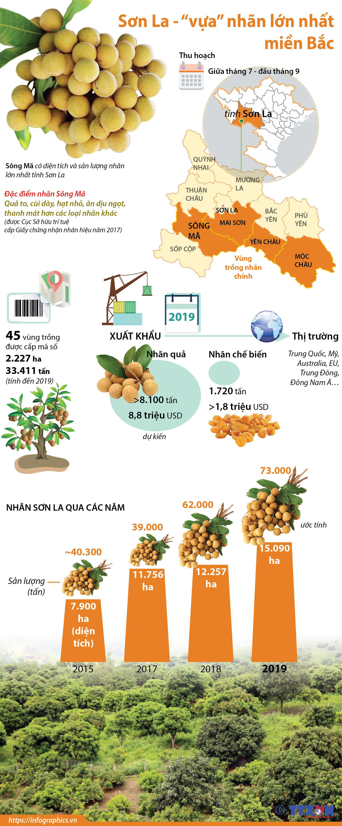 [Infographics] Sơn La - 'vựa' nhãn lớn nhất ở khu vực miền Bắc ảnh 1