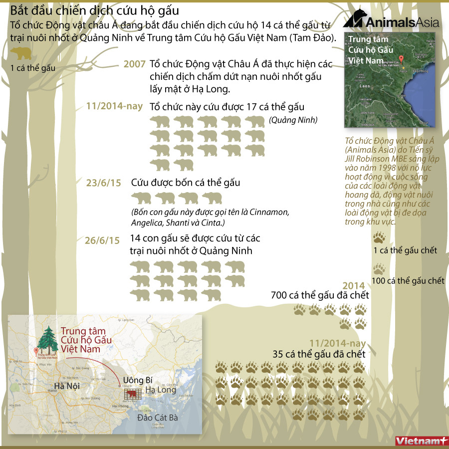 [Infographics] Chiến dịch cứu hộ 14 chú gấu ở Quảng Ninh ảnh 1