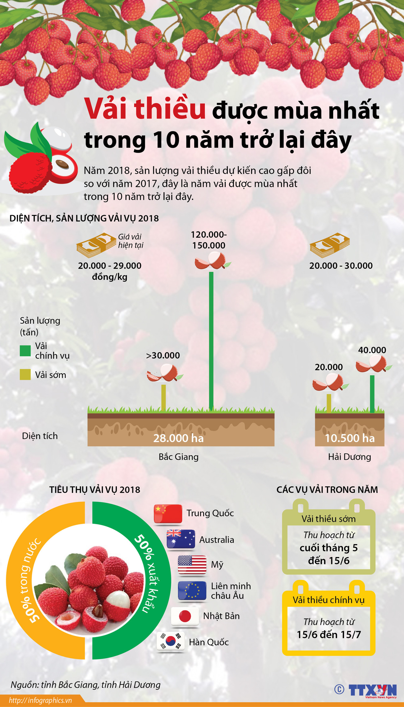 [Infographics] Vải thiều được mùa nhất trong 10 năm trở lại đây ảnh 1