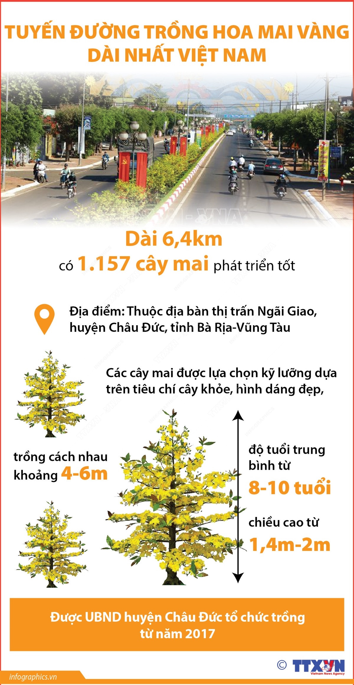 tuyen_duong_trong_hoa_mai_vang_dai_nhat_viet_nam.jpeg