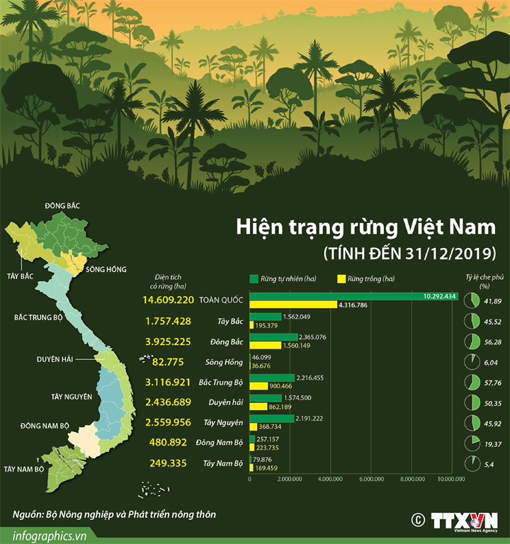 [Infographics] Hiện trạng rừng tại Việt Nam tính đến 31/12/2019 ảnh 1
