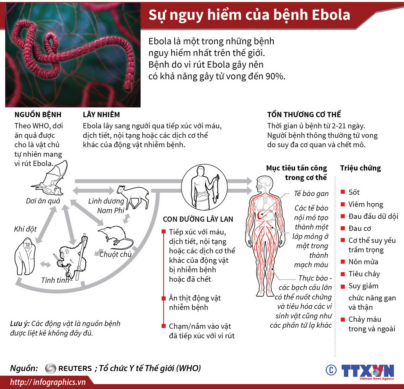 [Infographics] Ebola - một trong những bệnh nguy hiểm nhất thế giới ảnh 1