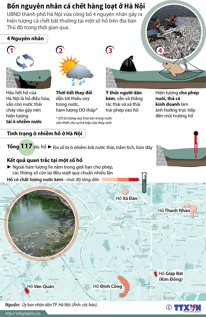 [Infographics] Bốn nguyên nhân khiến cá chết hàng loạt ở Hà Nội ảnh 1