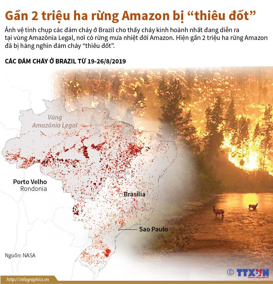[Infographics] Gần 2 triệu hécta ở rừng Amazon bị “thiêu đốt” ảnh 1