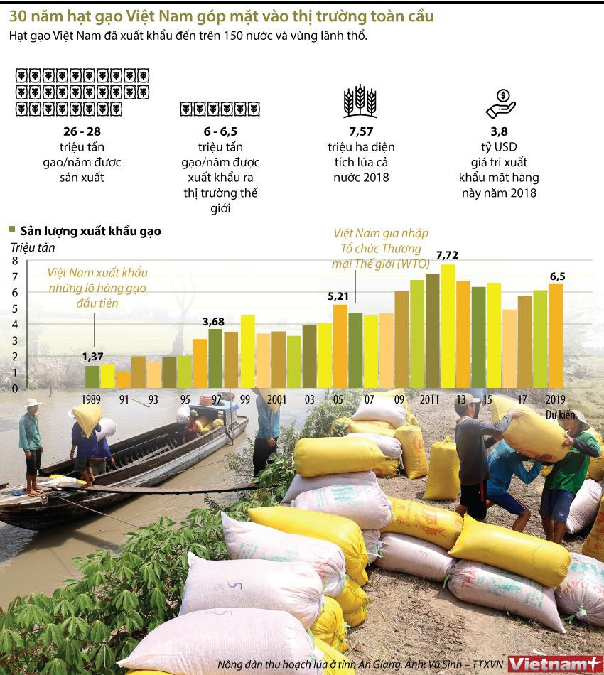 [Infographics] 30 năm hạt gạo Việt Nam góp mặt vào thị trường toàn cầu ảnh 1