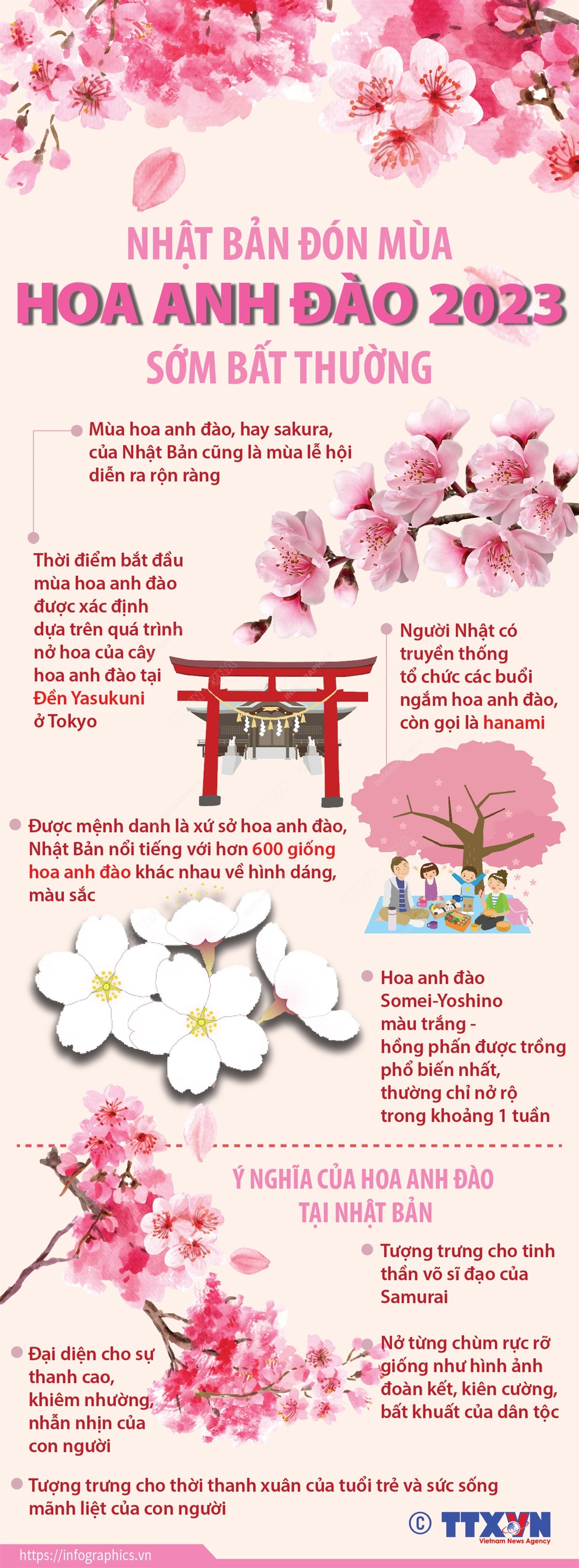 [Infographics] Nhật Bản đón mùa hoa anh đào 2023 sớm bất thường ảnh 1