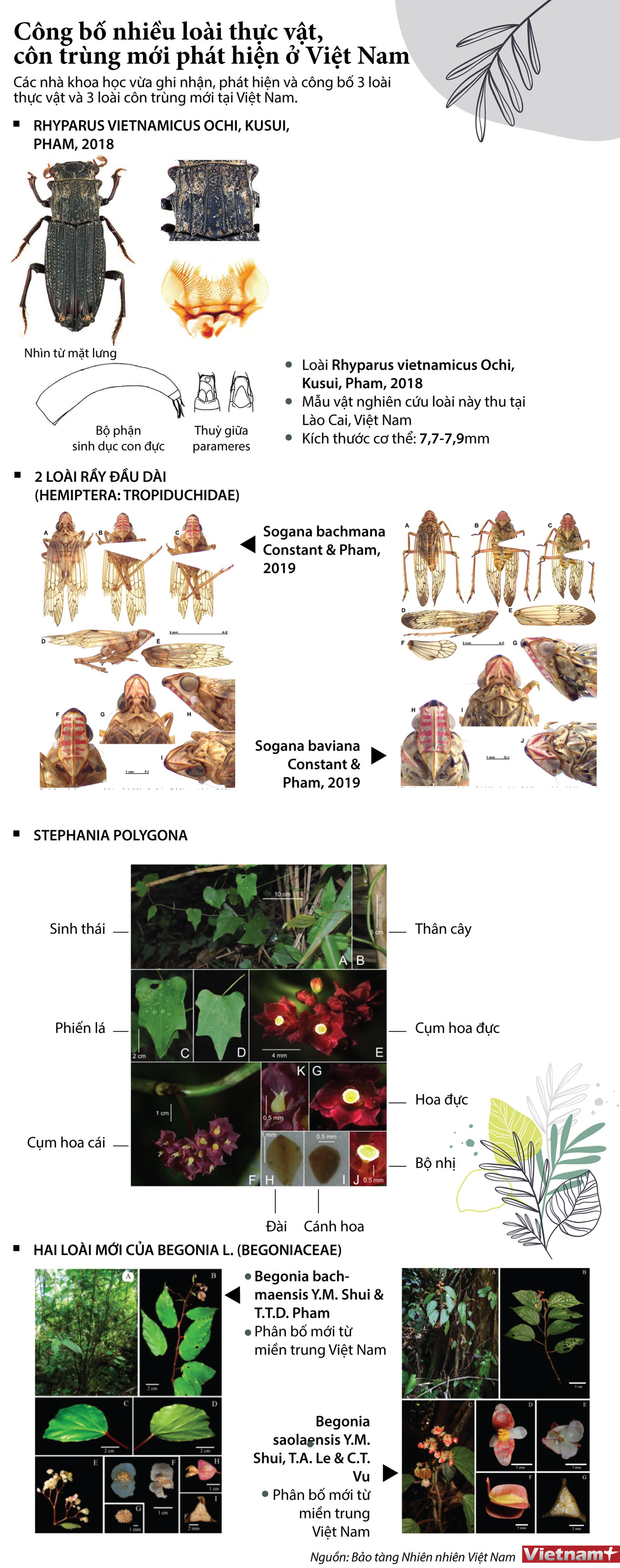 [Infographics] Công bố nhiều loài côn trùng và thực vật mới ở Việt Nam ảnh 1