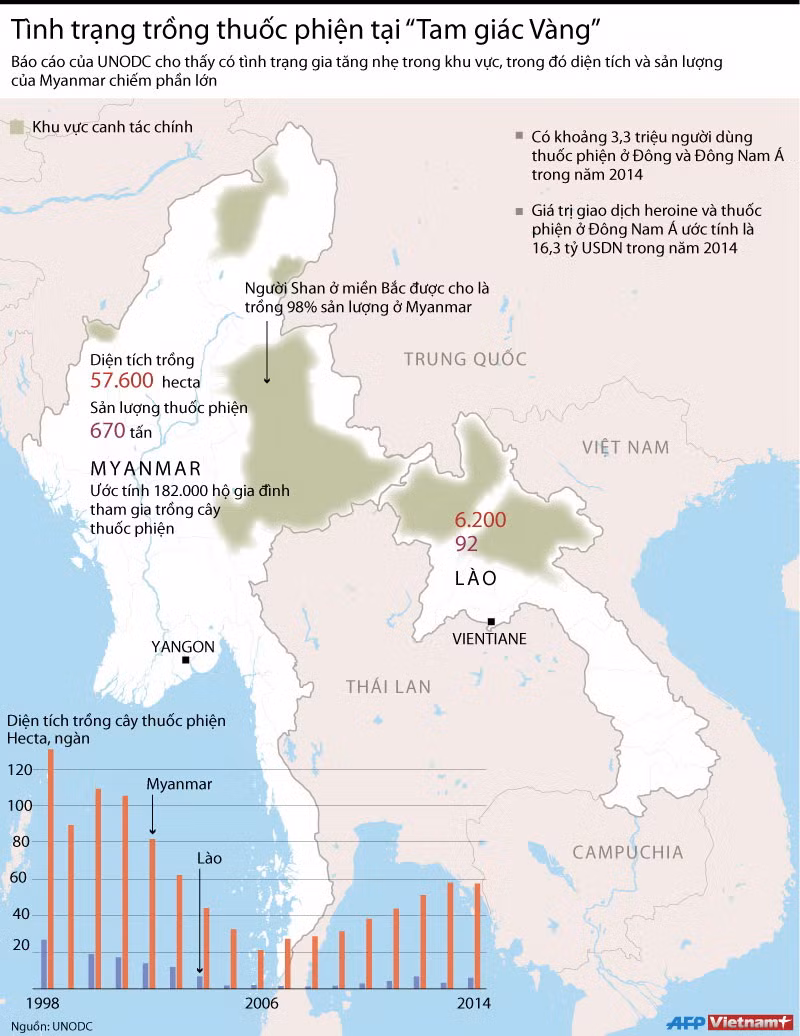 [Infographics] Tình trạng trồng thuốc phiện tại "tam giác Vàng" ảnh 1