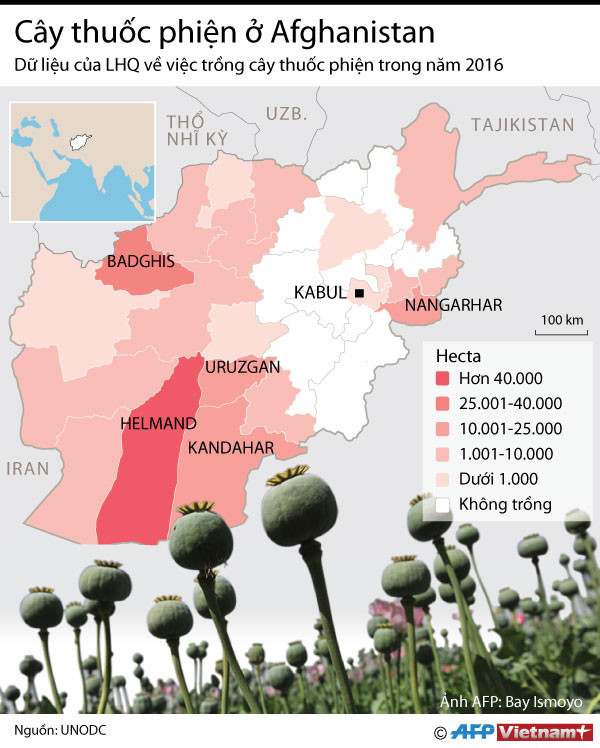 [Infographics] Afghanistan đang thua trong cuộc chiến ma túy ảnh 1