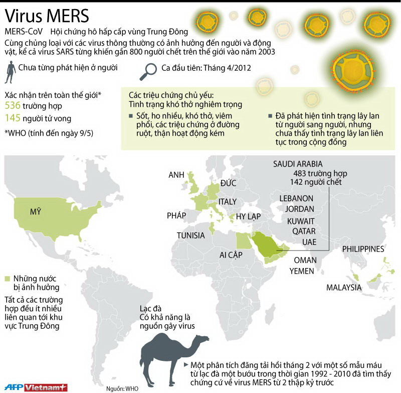[Infographics] Lạc đà có khả năng là nguồn gây virus MERS ảnh 1
