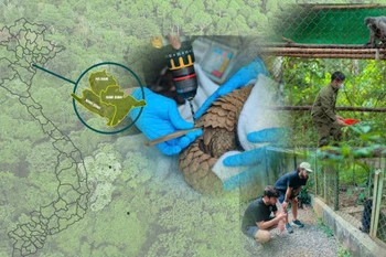 Sáp nhập tỉnh: Cơ hội tái thiết không gian bảo tồn, tăng trưởng xanh 