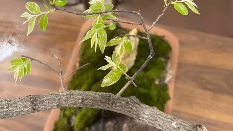 Kiểm lâm Thanh Hóa đưa ra phương án xử lý tang vật cây muội hồng