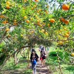 Cam Vân Đồn. (Nguồn: Cổng thông tin điện tử tỉnh Quảng Ninh)