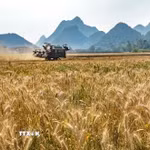 Ảnh minh họa. (Nguồn: TTXVN)