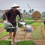Du khách trải nghiệm tưới rau tại làng rau Trà Quế. (Ảnh: TTXVN phát)