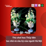 Thú chơi hoa Thủy tiên tao nhã và cầu kỳ của người Hà Nội