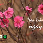 Có thể bạn chưa biết: Nguồn gốc và ý nghĩa của hoa Đào ngày Tết