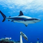 Ảnh minh họa. (Nguồn: TTXVN)