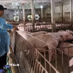 Chăn nuôi heo an toàn. (Nguồn: TTXVN)