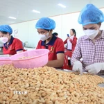 Chế biến hạt điều. (Nguồn: TTXVN)