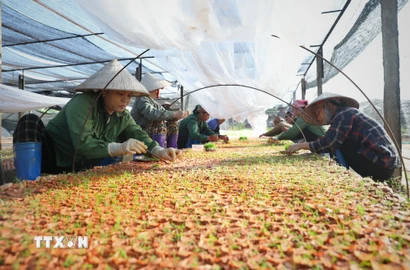 Công nhân ươm cây giống tại vườn ươm của một doanh nghiệp ở Bắc Ninh. (Ảnh: Danh Lam/TTXVN)