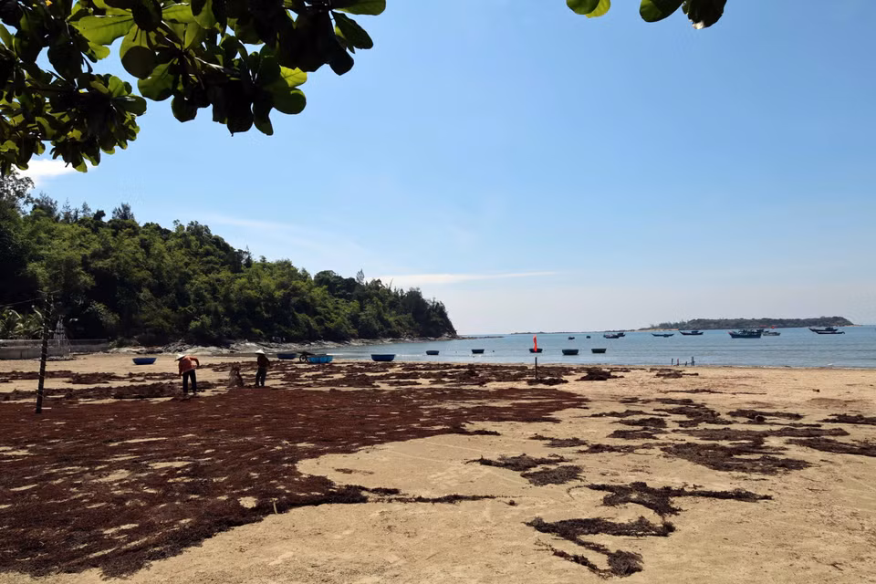 Người dân phơi rong mơ trên bãi cát ở xã đảo Tam Hải. (Ảnh: Đỗ Trưởng/TTXVN)