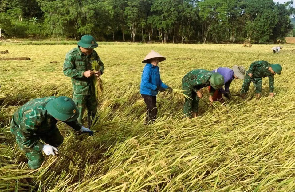 Lực lượng biên phòng trực tiếp xuống địa bàn hỗ trợ người dân thu hoạch lúa tại những vùng chịu ảnh hưởng nặng nề của mưa lũ ở Nghệ An. (Ảnh: TTXVN)