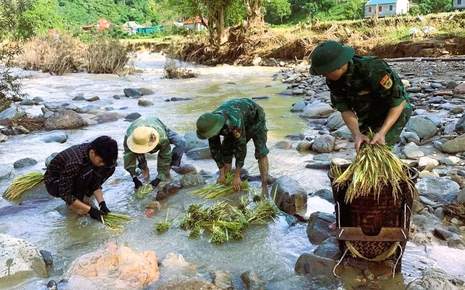 Lực lượng biên phòng hỗ trợ người dân gặt lúa tại những vùng chịu ảnh hưởng nặng nề của mưa lũ ở Nghệ An. (Ảnh: TTXVN)