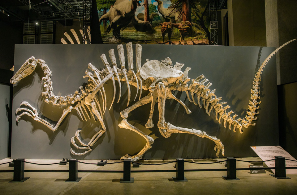 Một bộ xương khủng long khổng lồ trưng bày tại Khu triển lãm đặc biệt chỉ mở cửa cố định từ tháng 7 đến tháng 11. (Ảnh: Xuân Giao/TTXVN)