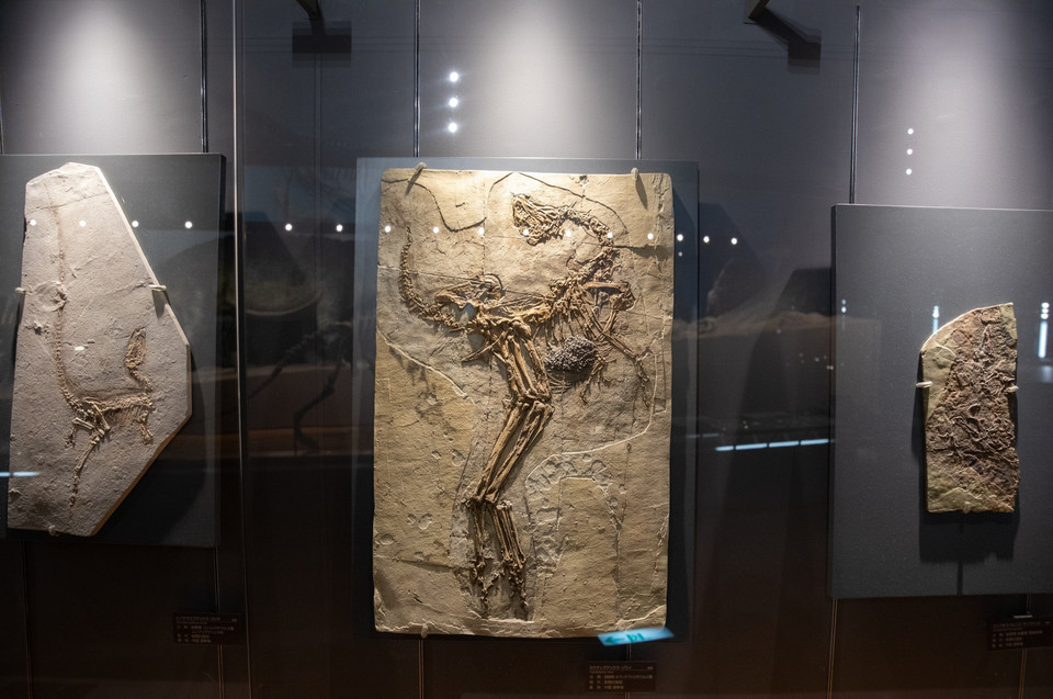 Một mẫu hoá thạch nguyên bản được trưng bày tại Bảo tàng. (Ảnh: Xuân Giao/TTXVN)