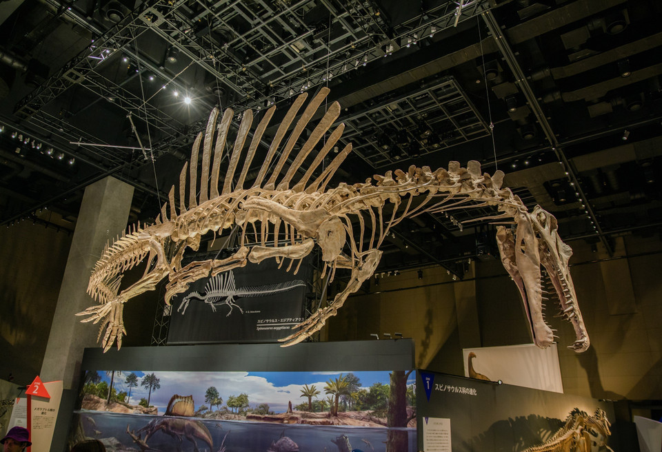 Những bộ xương khủng long được phục dựng hoàn chỉnh với kích thước thật là điểm nhấn của Bảo tàng. (Ảnh: Xuân Giao/TTXVN)