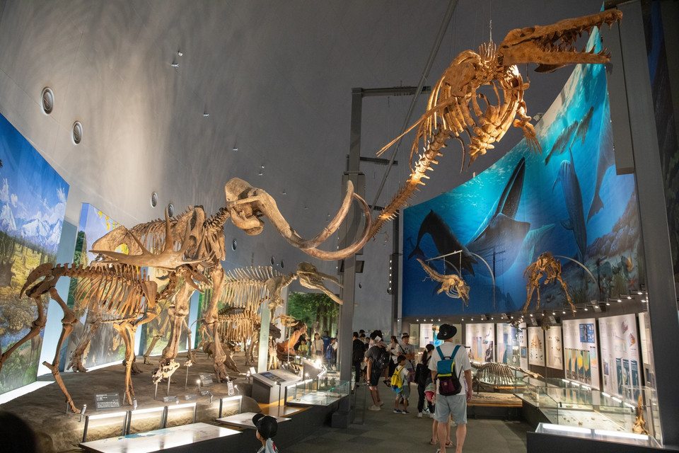 Xương của các loài sinh vật khổng lồ thời tiền sử tại Bảo tàng. (Ảnh: Xuân Giao/TTXVN)