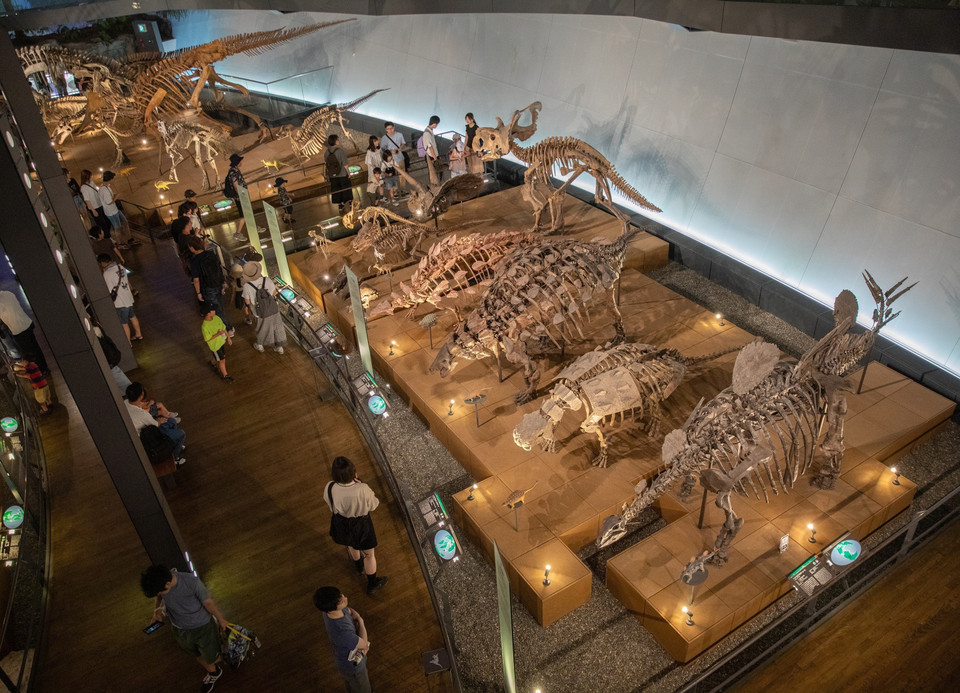 Một góc trưng bày những bộ xương khủng long ăn cỏ. (Ảnh: Xuân Giao/TTXVN)