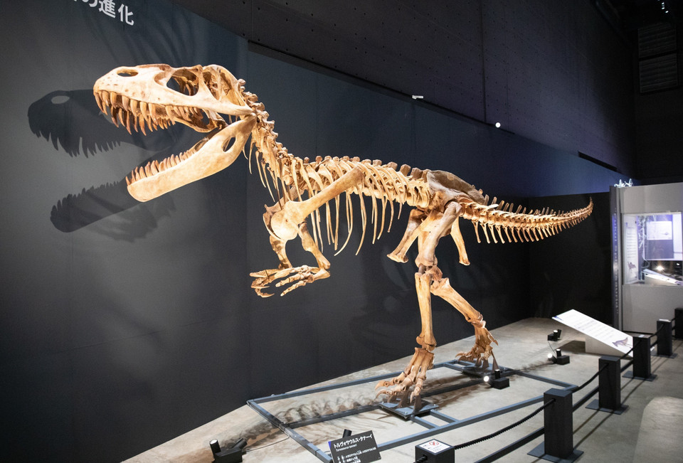 Một bộ xương khủng long bạo chúa hoàn chỉnh trưng bày tại Khu triển lãm đặc biệt. (Ảnh: Xuân Giao/TTXVN)