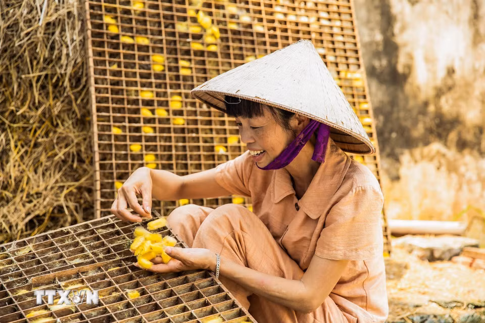 Những nong kén vàng óng chuẩn bị được vận chuyển từ Vũ Tiên sang làng dệt đũi Lê Lợi bắt đầu hành trình hóa thân thành sợi vải. (Ảnh: Lan Anh/TTXVN phát)