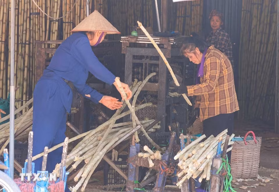 Các cửa hàng bán mía tại chợ Đồng Xuân làm việc hết công suất khi nền nhiệt Hà Nội tăng cao. (Ảnh: Hoàng Hiếu/TTXVN)