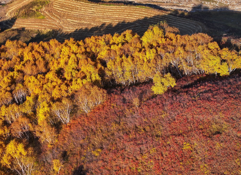 Cảnh đẹp mùa thu tại khu tự trị Nội Mông, Trung Quốc. (Ảnh: THX/TTXVN)