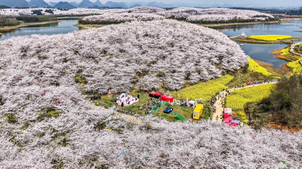 Hoa anh đào nở rộ tại tỉnh Quý Châu, Trung Quốc. (Ảnh: THX/TTXVN)