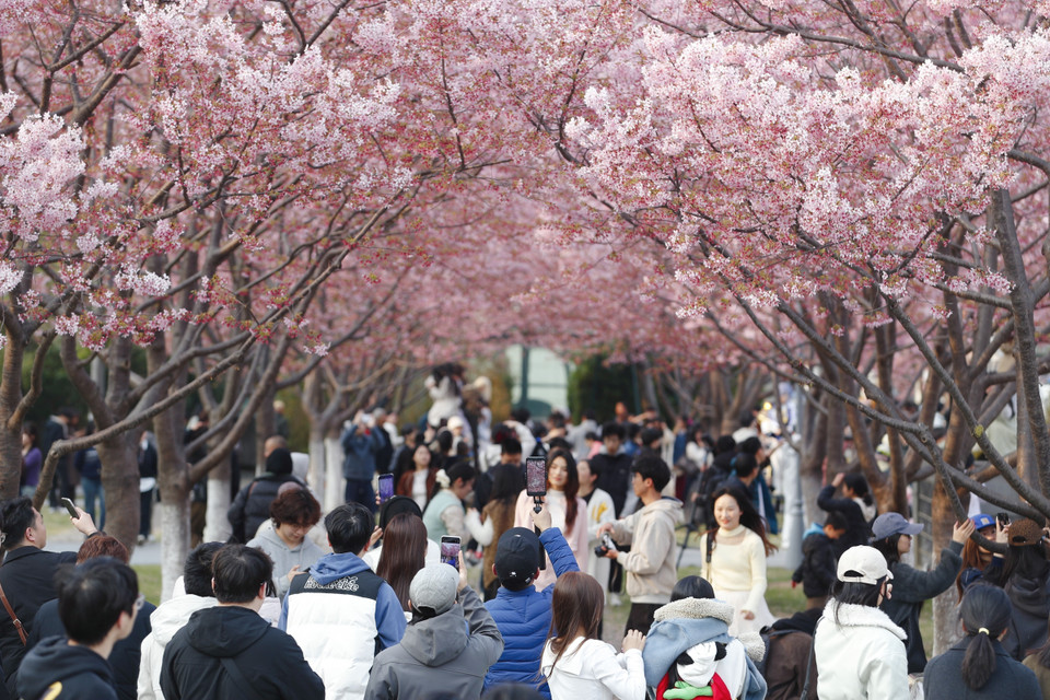 Hoa anh đào nở rộ tại tỉnh Chiết Giang, Trung Quốc. (Ảnh: THX/TTXVN)