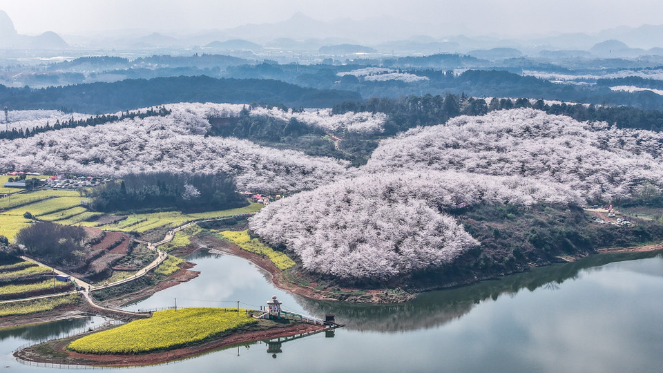 Hoa anh đào nở rộ tại tỉnh Quý Châu, Trung Quốc. (Ảnh: THX/TTXVN)