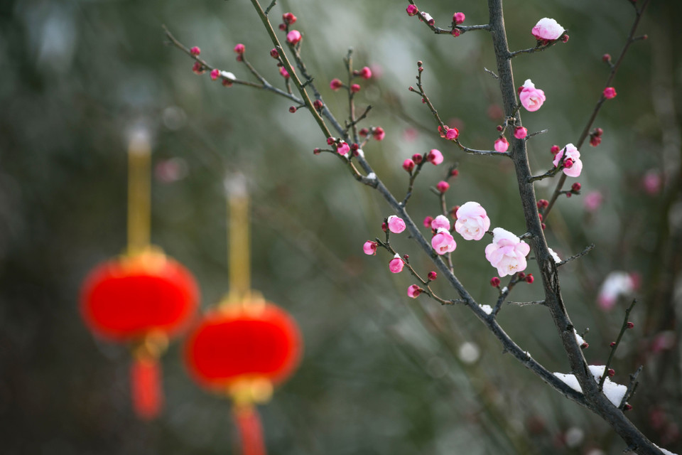 Hoa mận khoe sắc giữa trời tuyết tại tỉnh Hồ Bắc, Trung Quốc. (Ảnh: THX/TTXVN)