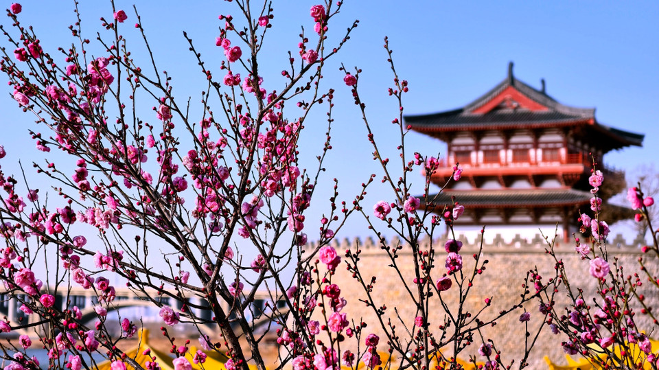 Hoa mận khoe sắc tại tỉnh Hà Nam, Trung Quốc. (Ảnh: THX/TTXVN)