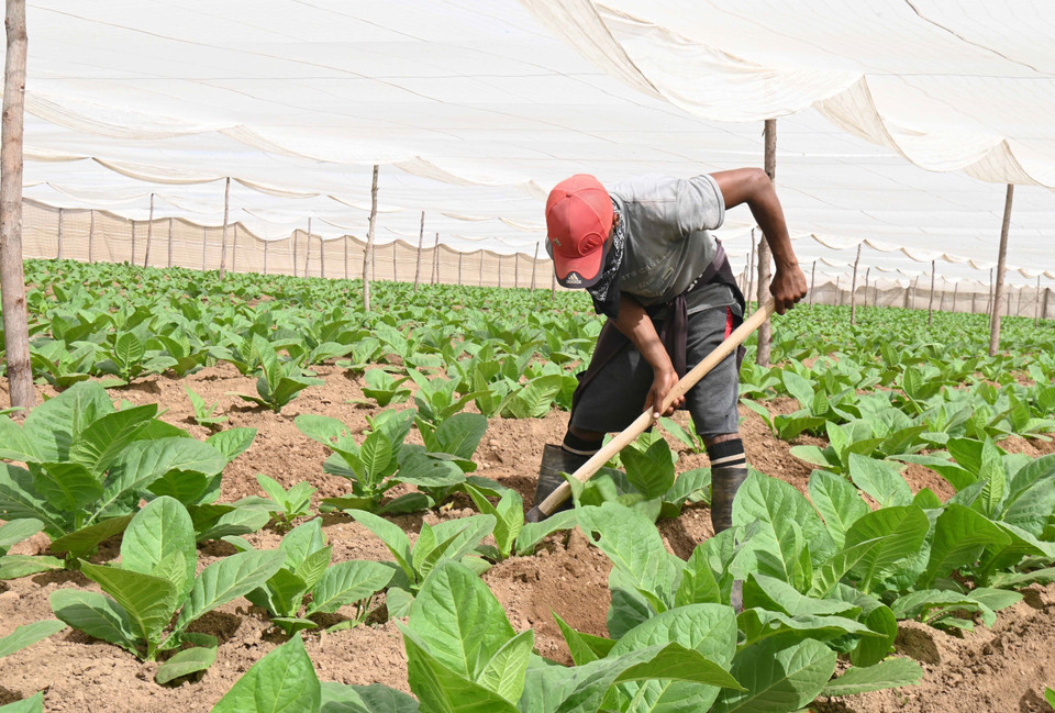 Nông dân Cuba chăm sóc vườn cây thuốc lá tại tỉnh Pinar del Rio. (Ảnh: Việt Hùng/TTXVN)