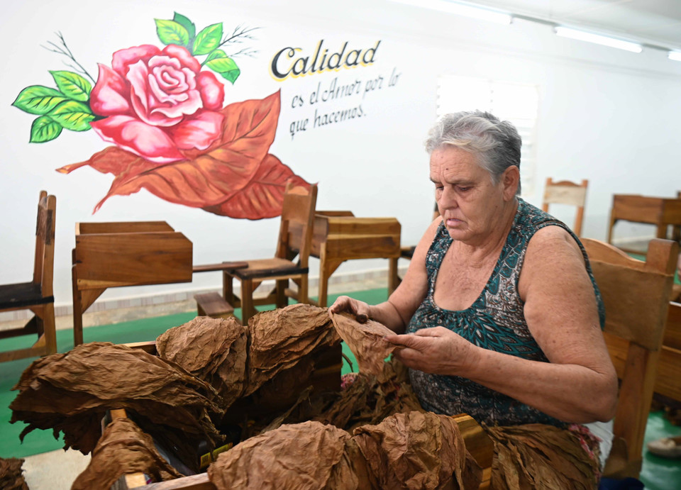 Phân loại lá cigar. (Ảnh: Việt Hùng/TTXVN)