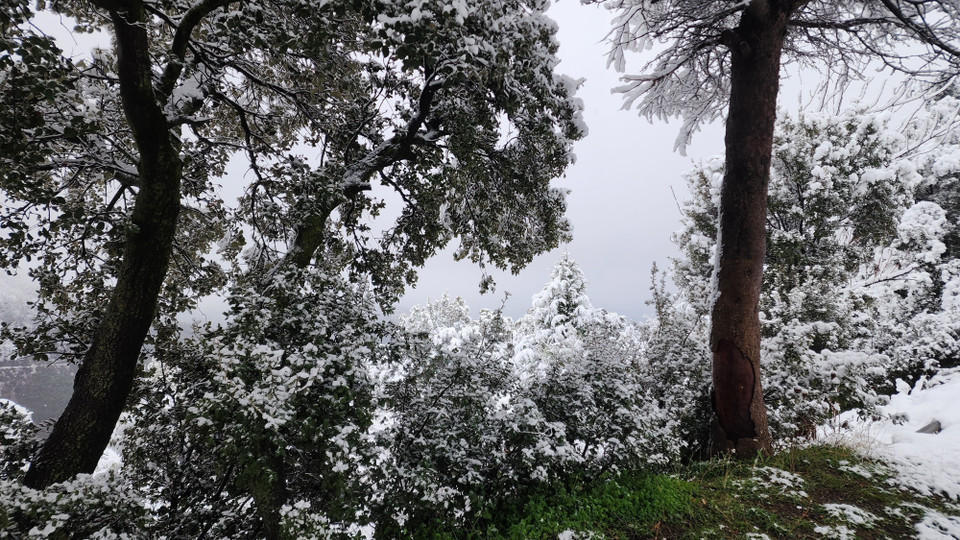 Xung quanh thị trấn là rừng thông và tuyết tùng nguyên sinh, nơi sinh sống của nhiều loài động vật quý hiếm. (Ảnh: Mạnh Hùng/TTXVN)