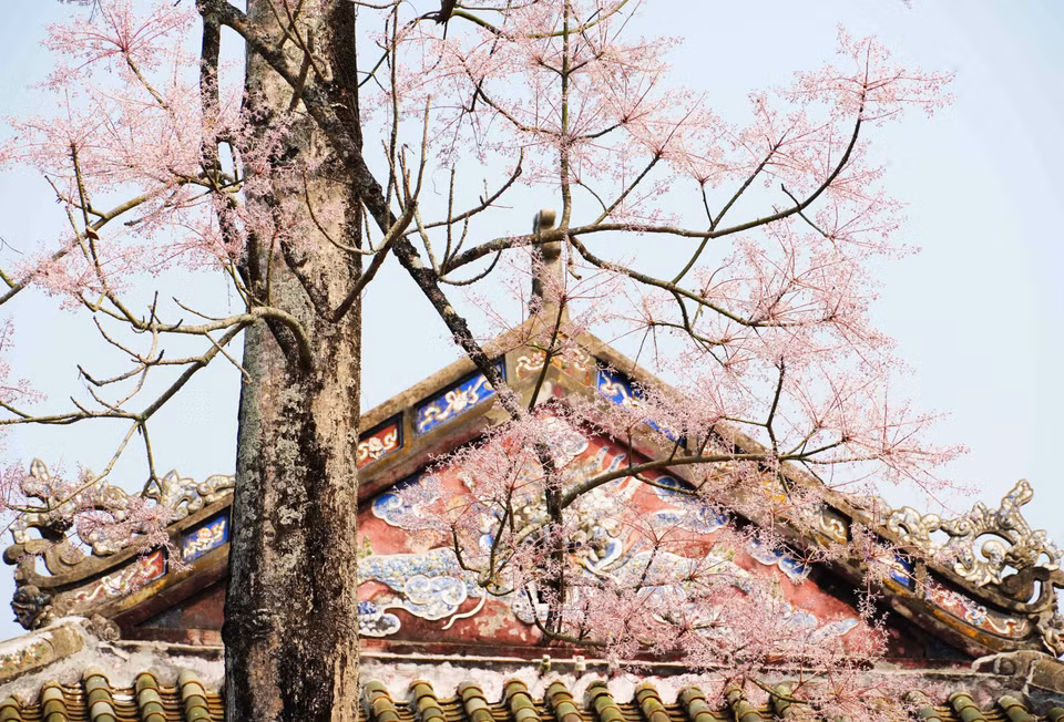 Cây hoa ngô đồng ở Tả Vu - Đại Nội Huế bung nở từ cuối tháng Ba và tháng Tư. (Ảnh: Nguyên Lý/TTXVN)